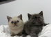 EXOTIC KITTENS