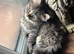 Siberian kitten