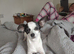 Chihuahua Cross sausage dog