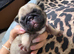 9 days old kc registered pedigree pug puppies