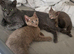 Beautiful Russian blue x british shorthair kittens