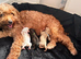 Quality Rare coloured Toy Cavapoochons DNA Health Tested