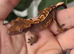 Various baby and adult crested geckos