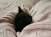 1 black male kitten