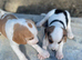Beagle x Labradors
