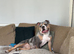 Cali needing her forever home