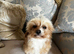 Cavapoo girl