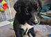 Lurcher puppies