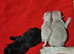 Pink panda and black pug puppies for sale
