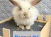Double Maned Lionheads READY NOW