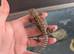 Bulk baby bearded dragons