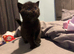 LAST female LEFT BRITISH SHORTHAIR