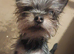 Mini Yorkshire terrier