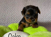Beautiful small Yorkshire Terrier Pedigree