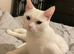 I want to rehome my cat