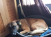Belgian Mali pups