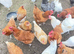 Chicken for sale in Essex