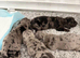 4 stunning girl dapple miniature dachshund puppies
