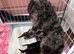 Cavapoo x Dachshund ready for there new home