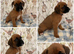 Beautiful boxer puppies for sale