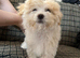 Malshi puppy female