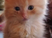 Maincoon/domestic /pure ragdoll