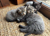 Amazing Kittens - ready for new homes now