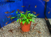 Red Phantom Tetra (Megalamphodus sweglesi)