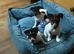 jack Russell