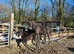 reserved Reg Black Arab colt