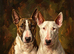 Big English bull terrier for stud