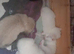 5 kittens