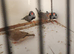Zebra finches