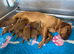 Outstanding miniature Labeadoodles both parents fully health tested licensed breeder