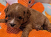 Extensively health tested F1 cavapoos