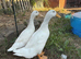 Cherry valley ducks for sale