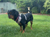 KC registered King Charles cavalier bitch