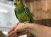 Amazon parrot