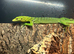 Varanus Prasinus PAIR (Emerald/Green Tree monitors)