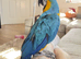Hand tame blue and gold macaw