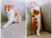 Kittens mixed breed