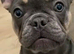 Frenchie