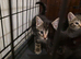 Gorgeous X Bengal, female and male kittens