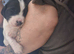 English springer spaniel pups