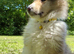 Rough collie male puppie