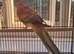 Male red rumped parrot