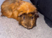 2 female guinea pigs with cage and necessities