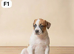 Boxer mix bulldog puppies