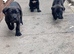 Champion line cane corso pups Reduced !!!!!!