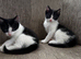 Female and Male Kitten